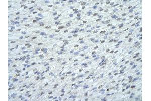 Immunohistochemistry (IHC) image for anti-serine/arginine-Rich Splicing Factor 10 (SRSF10) (C-Term) antibody (ABIN2776611)