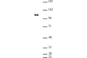 CTCF pAb tested by Western blot.