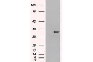 Image no. 2 for anti-Sorting Nexin 16 (SNX16) (N-Term) antibody (ABIN374316) (SNX16 antibody  (N-Term))