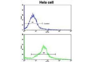 Flow Cytometry (FACS) image for anti-CAMP Responsive Element Binding Protein 3-Like 1 (CREB3L1) antibody (ABIN3002703) (CREB3L1 antibody)