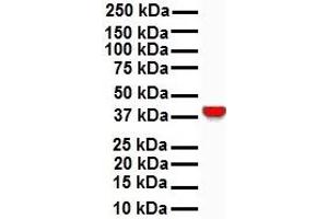 WB Suggested Anti-GNAS antibody Titration: 1 ug/mL Sample Type: Human MCF7