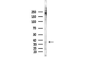 anti-Ephrin B1/B2/B3 (pTyr324) antibody