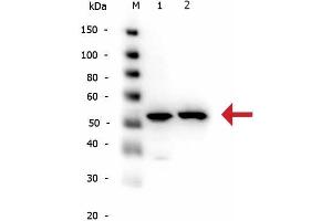 Western Blotting (WB) image for anti-Tubulin, alpha 1B (TUBA1B) (AA 425-451) antibody (ABIN129653)