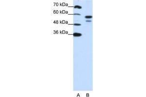 Western Blotting (WB) image for anti-U2 Small Nuclear RNA Auxiliary Factor 2 (U2AF59) antibody (ABIN2462083) (U2AF2 antibody)