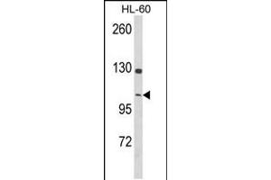 Western blot analysis of DNM3 Antibody in HL-60 cell line lysates (35ug/lane) (Dynamin 3 antibody  (AA 557-584))