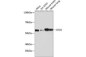 Western blot analysis of extracts of various cell lines, using  antibody (ABIN7265710) at 1:1000 dilution. (ATG5 antibody)