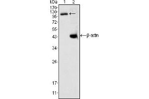 Western blot analysis using DAXX mouse mAb against K562 cell lysate (1).