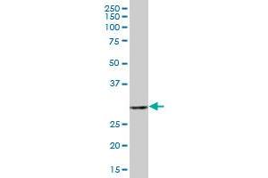 CKAP1 MaxPab polyclonal antibody. (TBCB antibody  (AA 1-244))