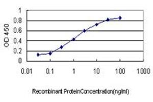 Detection limit for recombinant GST tagged NRF1 is approximately 0. (NRF1 antibody  (AA 201-285))