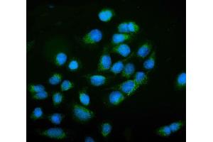 IF analysis of NCAM1 using anti-NCAM1 antibody (ABIN7602512). (CD56 antibody  (AA 80-328))