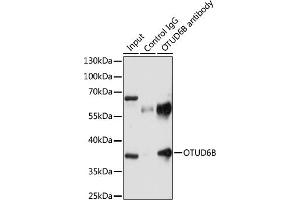 Immunoprecipitation analysis of 200 μg extracts of U-87MG cells using 3 μg OTUD6B antibody (ABIN7269123).