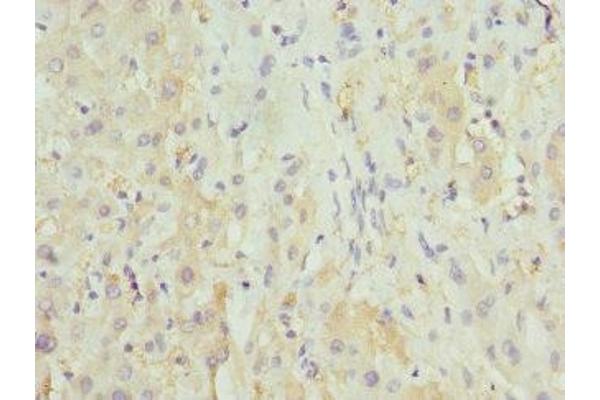 HGD antibody  (AA 226-445)