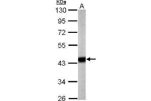 WB Image Sample (20 ug of whole cell lysate) A: mouse brain 10% SDS PAGE antibody diluted at 1:5000 (Pyruvate Dehydrogenase E1 alpha (Center) antibody)