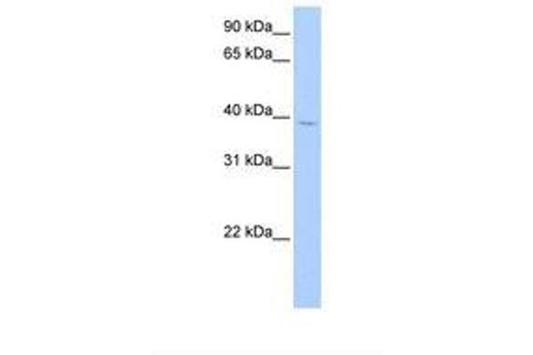 SRFBP1 antibody  (AA 251-300)