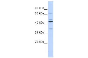 Western Blotting (WB) image for anti-Zinc finger protein ubi-d4 (DPF2) antibody (ABIN2458335) (DPF2 antibody)