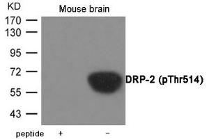 Western blot analysis of extracts from Mouse brain tissue using DRP-2 (Phospho-Thr514) Antibody. (DPYSL2 antibody  (pThr514))