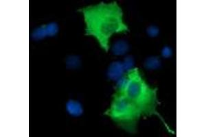 Image no. 6 for anti-phosphoinositide-3-Kinase Adaptor Protein 1 (PIK3AP1) antibody (ABIN1496822) (PIK3AP1 antibody)