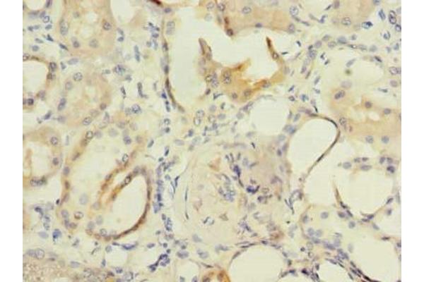 Formin-Like 1 antibody  (AA 207-457)