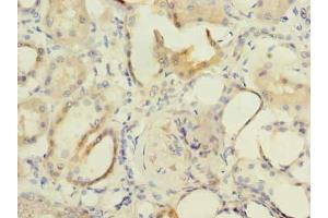Immunohistochemistry of paraffin-embedded human kidney tissue using ABIN7153114 at dilution of 1:100