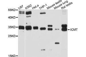 Western blot analysis of extracts of various cell lines, using ICMT antibody (ABIN5997948) at 1/1000 dilution.