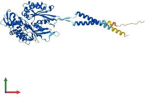 Protein Structure (PS) image for Ectonucleoside Triphosphate diphosphohydrolase 3 (ENTPD3) (AA 1-529) protein (His tag) (ABIN7547328)
