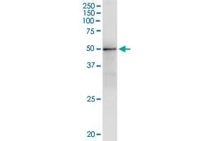 Immunoprecipitation of GMPPA transfected lysate using anti-GMPPA monoclonal antibody and Protein A Magnetic Bead , and immunoblotted with GMPPA monoclonal antibody. (GMPPA antibody  (AA 321-420))