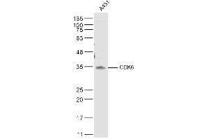 A431 lysates probed with CDK6 Polyclonal Antibody, Unconjugated  at 1:500 dilution and 4˚C overnight incubation. (CDK6 antibody  (AA 21-110))