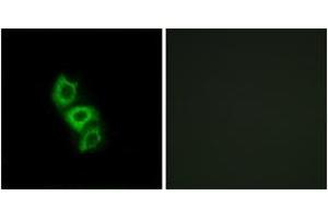 Immunofluorescence analysis of A549 cells, using APOL5 Antibody. (Apolipoprotein L 5 antibody  (AA 384-433))