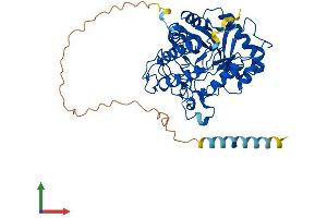 AlphaFold protein structure predicition of Human Recombinant MANEA Protein, UniprotID Q5SRI9 (MANEA Protein (AA 1-462) (His tag))