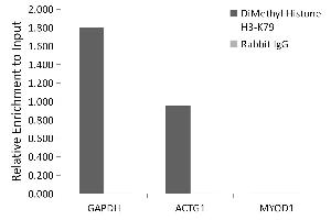 Chromatin immunoprecipitation analysis of extracts of HeLa cells, using DiMethyl-Histone H3-K79 antibody (ABIN7267680) and rabbit IgG. (Histone 3 antibody  (2meH3K79))