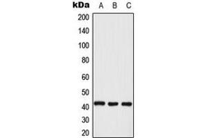 Western blot analysis of ERK2 expression in KNRK (A), A431 (B), NIH3T3 (C) whole cell lysates. (ERK2 antibody  (Center))