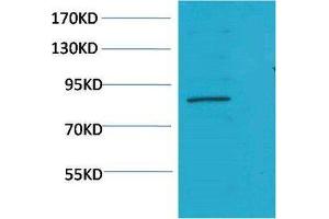 Western Blot (WB) analysis of K562 using Stat5a Polyclonal Antibody. (STAT5A antibody)