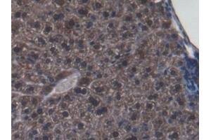 Detection of GLRX3 in Mouse Liver Tissue using Polyclonal Antibody to Glutaredoxin 3 (GLRX3)
