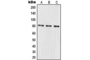 Western blot analysis of MRE11 expression in K562 (A), HeLa (B), Jurkat (C) whole cell lysates. (Mre11 antibody  (Center))