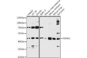 Western blot analysis of extracts of various cell lines, using NOX antibody (3844) at 1:3000 dilution. (NOXA1 antibody  (AA 140-300))