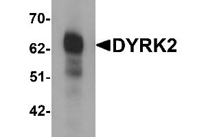 Western blot analysis of DYRK2 in 293 cell lysate with DYRK2 antibody at (A) 1 and (B) 2 µg/mL. (DYRK2 antibody  (C-Term))