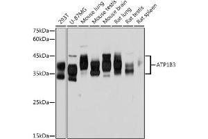 Western blot analysis of extracts of various cell lines, using B3 Rabbit mAb (ABIN7265774) at 1:1000 dilution. (ATP1B3 antibody)