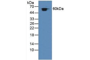 Figure. (HSPD1 antibody  (AA 172-343))