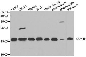 Western blot analysis of extracts of various cell lines, using COX4I1 antibody. (COX IV antibody)