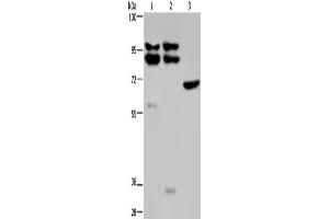 Western Blotting (WB) image for anti-Osteosarcoma Amplified 9, Endoplasmic Reticulum Lectin (OS9) antibody (ABIN2430588) (OS9 antibody)