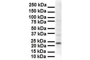 WB Suggested Anti-SOX2 antibody Titration: 1 ug/mL Sample Type: Human Hela (SOX2 antibody  (N-Term))