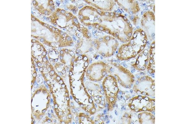 HAL antibody  (AA 1-200)