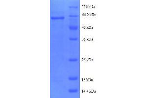 SDS-PAGE (SDS) image for Protein Phosphatase 2, Catalytic Subunit, beta Isozyme (PPP2CB) (AA 1-309), (full length) protein (GST tag) (ABIN7479233)