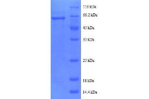 Protein Phosphatase 2, Catalytic Subunit, beta Isozyme (PPP2CA) (AA 1-309), (full length) protein (GST tag)