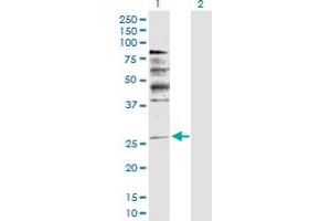 Lane 1: NRG1 transfected lysate ( 26.