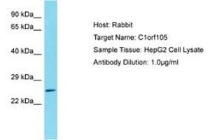 Image no. 1 for anti-Chromosome 1 Open Reading Frame 105 (C1ORF105) (AA 26-75) antibody (ABIN6750732)