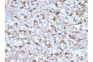 Formalin-fixed, paraffin-embedded human Pituitary stained with Prolactin Mouse Monoclonal Antibody (PRL/2643). (Prolactin antibody  (AA 63-201))