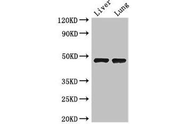 SEC14L3 antibody  (AA 201-400)