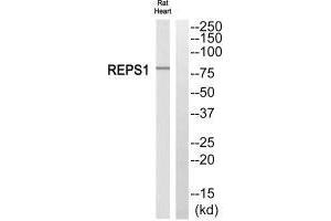 REPS1 antibody  (C-Term)