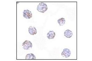 Immunocytochemistry in HeLa cells with MARCH8 antibody at 2. (MARCH8 antibody  (C-Term))